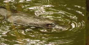 Platypus Walk