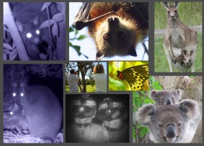 Day, Night Wildlife Package