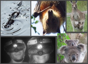Platypus, Wildlife Tour and Night Vision Walk Package