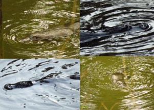 Platypus Walk