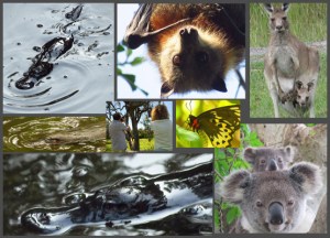 Platypus and Wildlife Tour Package