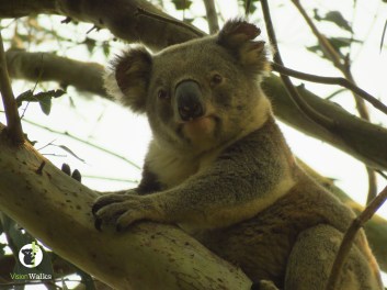 Koala on Threatened Species Day
